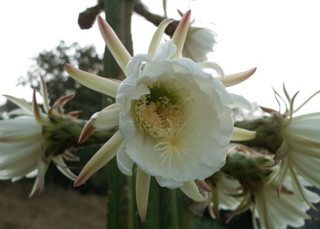 San Pedro Cactus_2