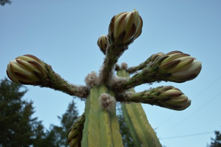 San Pedro Cactus_3