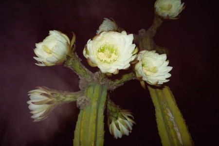 San Pedro Cactus_4